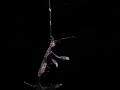   this pregnant skeleton shrimp see eggs her translucent body. mother just hanging around look surface. body surface  